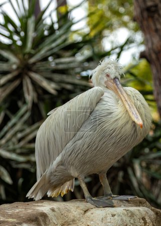 Pélican massif avec un plumage blanc, un énorme bec orange et une poche pour ramasser les poissons. Races en Europe du Sud-Est & Méditerranée, hivers en Afrique & Asie. 