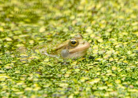 Chubby frog named after a round Japanese doll. Found in lowland rice fields and ponds across Japan, feasting on insects.