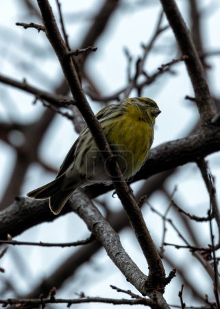 Zarter Singvogel mit leuchtend gelber Brust und grün gefärbtem Rücken. Gefunden in Parks, Gärten und Olivenhainen in ganz Spanien, die sich von Samen und Insekten ernähren. 
