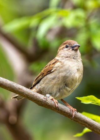 Brown sparrow with streaked back & pale buff chest. Thrives in Dublin's urban areas, finding seeds & insects. 