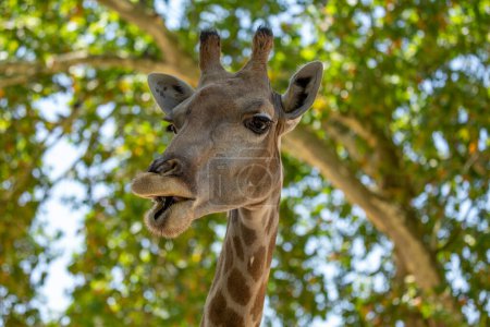 Das größte Landtier, Giraffen, streifen auf Blättern in afrikanischen Savannen umher. Dieses Foto wurde wahrscheinlich in Kenia oder Südafrika aufgenommen. 