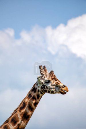 Das größte Landtier, Giraffen, streifen auf Blättern in afrikanischen Savannen umher. Dieses Foto wurde wahrscheinlich in Kenia oder Südafrika aufgenommen. 
