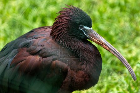 Foto de Elegante ibis con plumaje verde iridiscente y pico largo y decurvado. Se encuentra en humedales y pantanos en gran parte del mundo, excepto en la Antártida. - Imagen libre de derechos