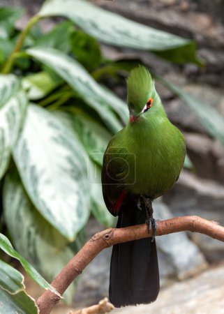 Superbe oiseau de taille moyenne avec un plumage vert vif, un bec rouge et des taches d'ailes pourpres. Trouvé dans les forêts tropicales et boisées luxuriantes d'Afrique subsaharienne, se nourrissant de fruits, de fleurs et d'insectes.