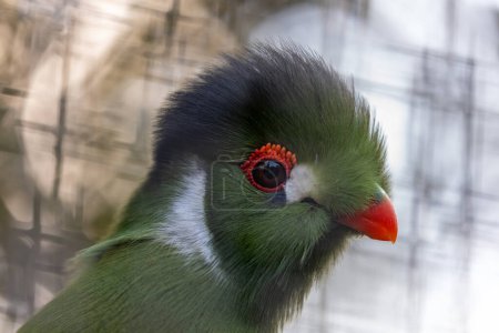 Impresionante pájaro de tamaño mediano con plumaje verde vibrante, pico rojo y parches de alas carmesí. Se encuentra en las exuberantes selvas tropicales y bosques del África subsahariana, alimentándose de frutas, flores e insectos..