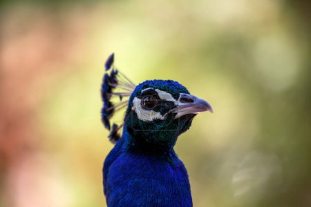 Atemberaubender Vogel mit leuchtend blauem Gefieder und beeindruckendem Schwanz. Indiens Ureinwohner.