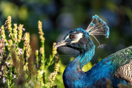 Stunning bird with vibrant blue plumage & impressive tail display. Native to India.
