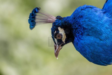 Impresionante pájaro con plumaje azul vibrante y una impresionante pantalla de cola. Originaria de la India.