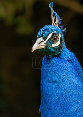Stunning bird with vibrant blue plumage & impressive tail display. Native to India.
