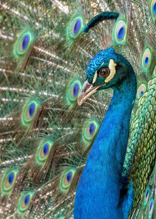 Impresionante pájaro con plumaje azul vibrante y una impresionante pantalla de cola. Originaria de la India.