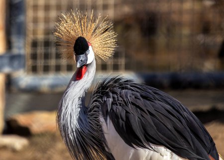 Grue majestueuse avec plumage bleu-gris, visage noir et blanc, et une couronne de plumes dorées. Trouvé dans les zones humides et les savanes d'Afrique orientale et australe.