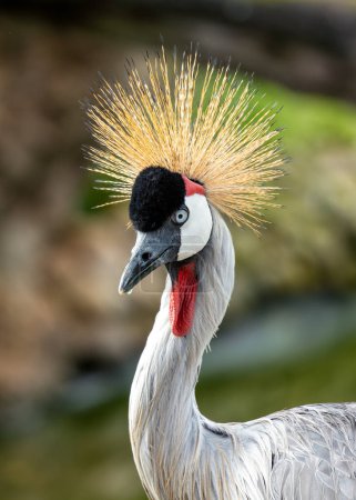 Majestuosa grúa con plumaje gris azulado, cara en blanco y negro y corona de plumas doradas. Se encuentra en humedales y sabanas del este y sur de África.