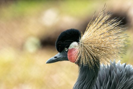 Majestic crane with blue-grey plumage, black & white face, and a crown of golden feathers. Found in wetlands & savannas of eastern & southern Africa.