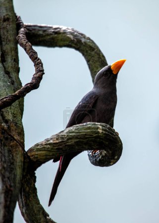 Estornino llamativo con pico grueso, plumaje blanco y negro, y una grupa roja vibrante. Se encuentra en bosques abiertos y bosques de la isla de Sulawesi en Indonesia, alimentándose de frutas, insectos y granos..