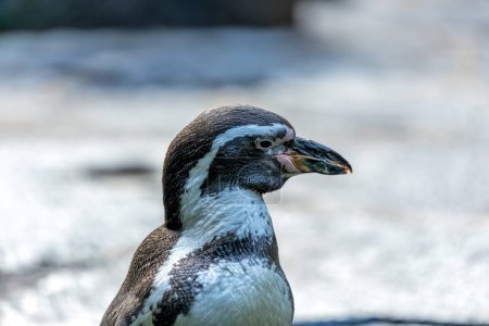Adorable penguin with black & white body, orange beak, and a playful spirit. Thrives on fish in cool waters off Peru & Chile. 