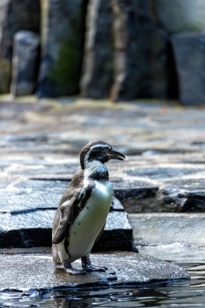 Entzückender Pinguin mit schwarz-weißem Körper, orangefarbenem Schnabel und verspieltem Geist. Gedeiht an Fischen in kühlen Gewässern vor Peru und Chile. 