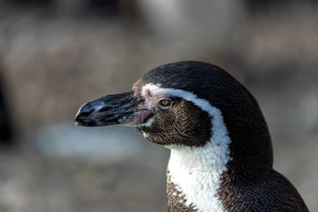 Adorable pingouin au corps noir et blanc, bec orange, et un esprit ludique. Se nourrit de poissons dans les eaux froides au large du Pérou et du Chili. 