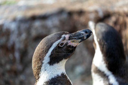 Entzückender Pinguin mit schwarz-weißem Körper, orangefarbenem Schnabel und verspieltem Geist. Gedeiht an Fischen in kühlen Gewässern vor Peru und Chile. 
