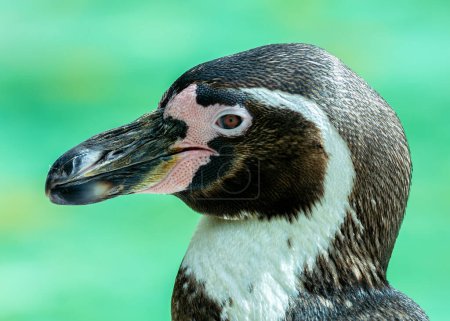 Adorable pingouin au corps noir et blanc, bec orange, et un esprit ludique. Se nourrit de poissons dans les eaux froides au large du Pérou et du Chili. 
