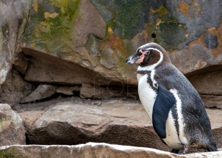 Pingüino adorable con cuerpo blanco y negro, pico naranja y un espíritu juguetón. Prospera en peces en aguas frías frente a Perú y Chile. 