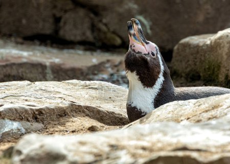 Foto de Pingüino adorable con cuerpo blanco y negro, pico naranja y un espíritu juguetón. Prospera en peces en aguas frías frente a Perú y Chile. - Imagen libre de derechos