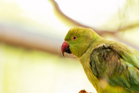 Photo for Small, green parakeet with rose-red ring around its neck. Established in Barcelona, thriving in parks & gardens. - Royalty Free Image