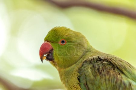 Small, green parakeet with rose-red ring around its neck. Established in Barcelona, thriving in parks & gardens.
