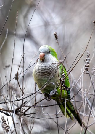Grüner Sittich mit grauem Bauch und blauer Flügelzeichnung. Gründung in Madrid, die Besorgnis über Auswirkungen auf einheimische Vögel weckt.