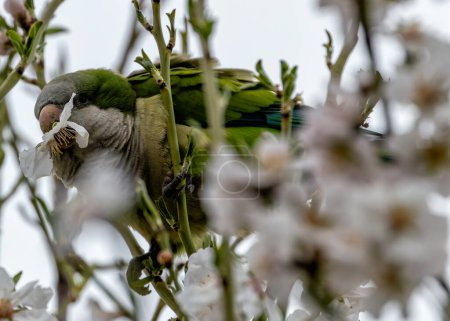 Green parakeet with grey belly & blue wing markings. Established in Madrid, raising concerns about impact on native birds.