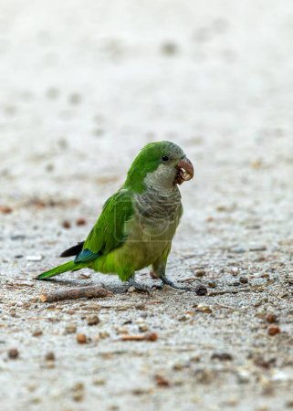 periquito verde con vientre gris y marcas de alas azules. Establecida en Madrid, suscita preocupación sobre el impacto en las aves nativas.