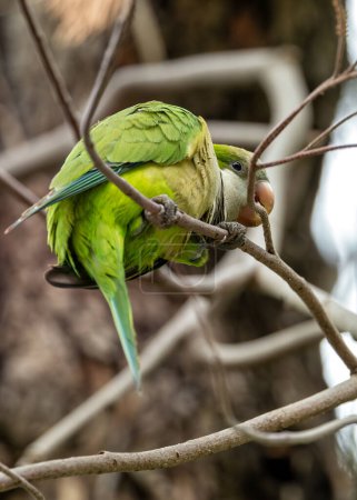 Grüner Sittich mit grauem Bauch und blauer Flügelzeichnung. Gründung in Madrid, die Besorgnis über Auswirkungen auf einheimische Vögel weckt.