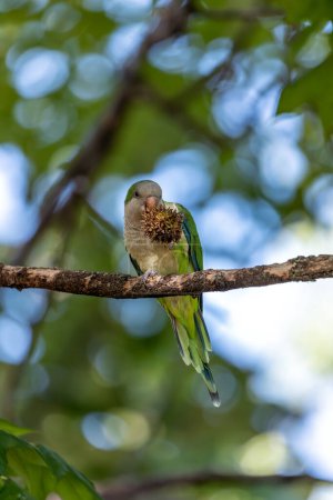 Perruche verte avec des marques de ventre gris et ailes bleues. Établi à Madrid, soulevant des préoccupations concernant l'impact sur les oiseaux indigènes.