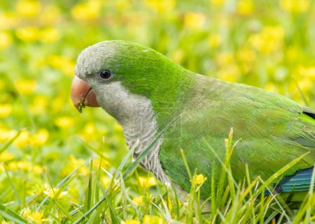Green parakeet with grey belly & blue wing markings. Established in Madrid, raising concerns about impact on native birds.