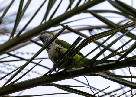 periquito verde con vientre gris y marcas de alas azules. Establecida en Madrid, suscita preocupación sobre el impacto en las aves nativas.