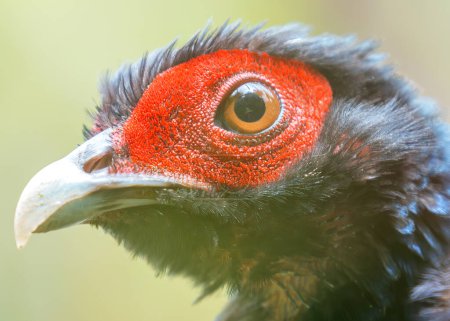 The Kalij Pheasant, native to the Himalayas, feeds on seeds, insects, and berries. This photo captures its striking plumage in Nepal. 