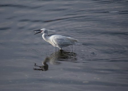 Der Silberreiher ist ein anmutiger Reiher, der sich von Fischen, Insekten und Krebstieren ernährt. Dieses Foto wurde in Dublin, Irland, aufgenommen und fängt seine elegante Haltung am Wasser ein. 