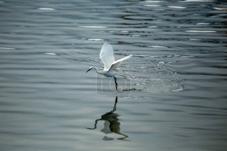 The Little Egret is a graceful white heron feeding on fish, insects, and crustaceans. This photo was taken in Dublin, Ireland, capturing its elegant stance by the water. 