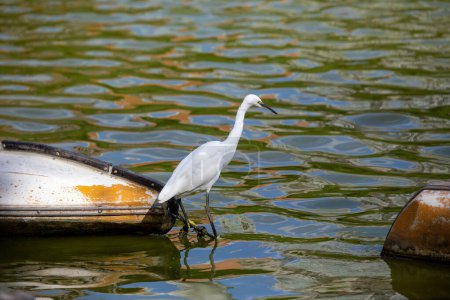 Der Silberreiher ist ein anmutiger Reiher, der sich von Fischen, Insekten und Krebstieren ernährt. Dieses Foto wurde in Dublin, Irland, aufgenommen und fängt seine elegante Haltung am Wasser ein. 