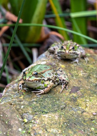 The Marsh Frog, native to Europe and Western Asia, feeds on insects and small aquatic animals. This photo captures its vibrant green color in its wetland habitat. 