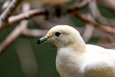 Le Pigeon impérial de Pied, originaire d'Asie du Sud-Est et d'Australie du Nord, se nourrit de fruits et de baies. Cette photo capture sa forme élégante dans son habitat tropical.