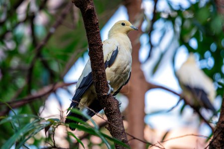 Photo for The Pied Imperial Pigeon, native to Southeast Asia and Northern Australia, feeds on fruits and berries. This photo captures its elegant form in its tropical habitat. - Royalty Free Image