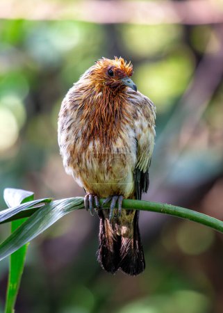 Le Pigeon impérial de Pied, originaire d'Asie du Sud-Est et d'Australie du Nord, se nourrit de fruits et de baies. Cette photo capture sa forme élégante dans son habitat tropical.