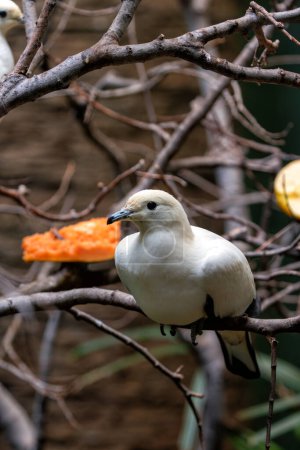 The Pied Imperial Pigeon, native to Southeast Asia and Northern Australia, feeds on fruits and berries. This photo captures its elegant form in its tropical habitat.