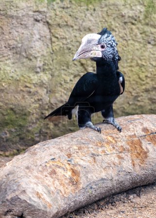 Der Silberwangenvogel, der in Ostafrika beheimatet ist, ernährt sich von Früchten, Insekten und Kleintieren. Dieses Foto fängt seine auffallende Erscheinung in einem üppigen Waldlebensraum ein. 