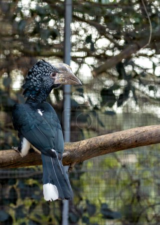 Der Silberwangenvogel, der in Ostafrika beheimatet ist, ernährt sich von Früchten, Insekten und Kleintieren. Dieses Foto fängt seine auffallende Erscheinung in einem üppigen Waldlebensraum ein. 