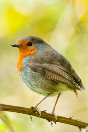 The European Robin, with its iconic red breast, feeds on insects and fruits. This photo captures its charming presence in the National Botanic Gardens, Dublin, Ireland. 