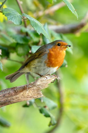 The European Robin, with its iconic red breast, feeds on insects and fruits. This photo captures its charming presence in the National Botanic Gardens, Dublin, Ireland. 