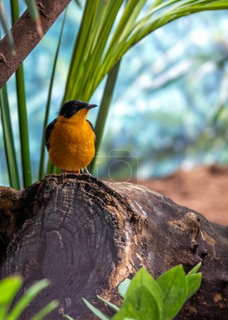 The Snowy-crowned Robin-chat, native to Sub-Saharan Africa, feeds on insects and fruits. This photo captures its vibrant plumage and distinctive white crown in a lush forest habitat.