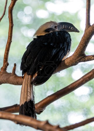 The Tarictic Hornbill, native to the Philippines, feeds on fruits, insects, and small animals. This photo captures its unique beak and striking plumage in its tropical forest habitat.