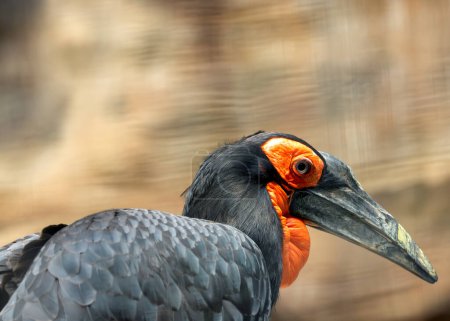 Der Südliche Erdhornvogel, der in Afrika südlich der Sahara beheimatet ist, ernährt sich von Insekten, Reptilien und kleinen Säugetieren. Dieses Foto fängt sein auffallend rotes Gesicht in einer Savanne ein. 